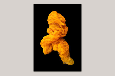 Imaginary Ecologies (edition) - Edition with C-print “Fungus” - Product Image