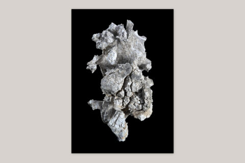 Imaginary Ecologies (edition) - Edition with C-print “Stone” - Product Image