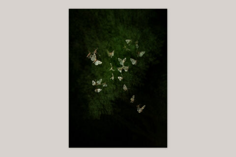 Sense of Presence (edition) - Edition with C-print “Scorched Carpet” - Product Image