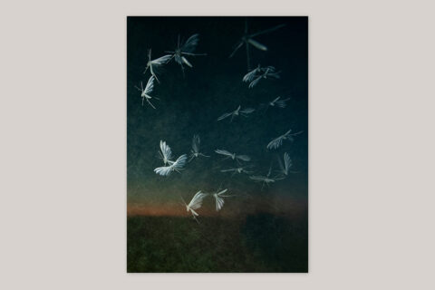 Sense of Presence (edition) - Edition with C-print “White Plume Moth” - Product Image