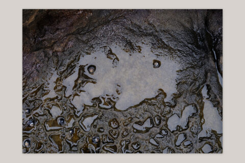 Creatures Found (edition) - Edition with C-print “Pool Creature” - Product Image