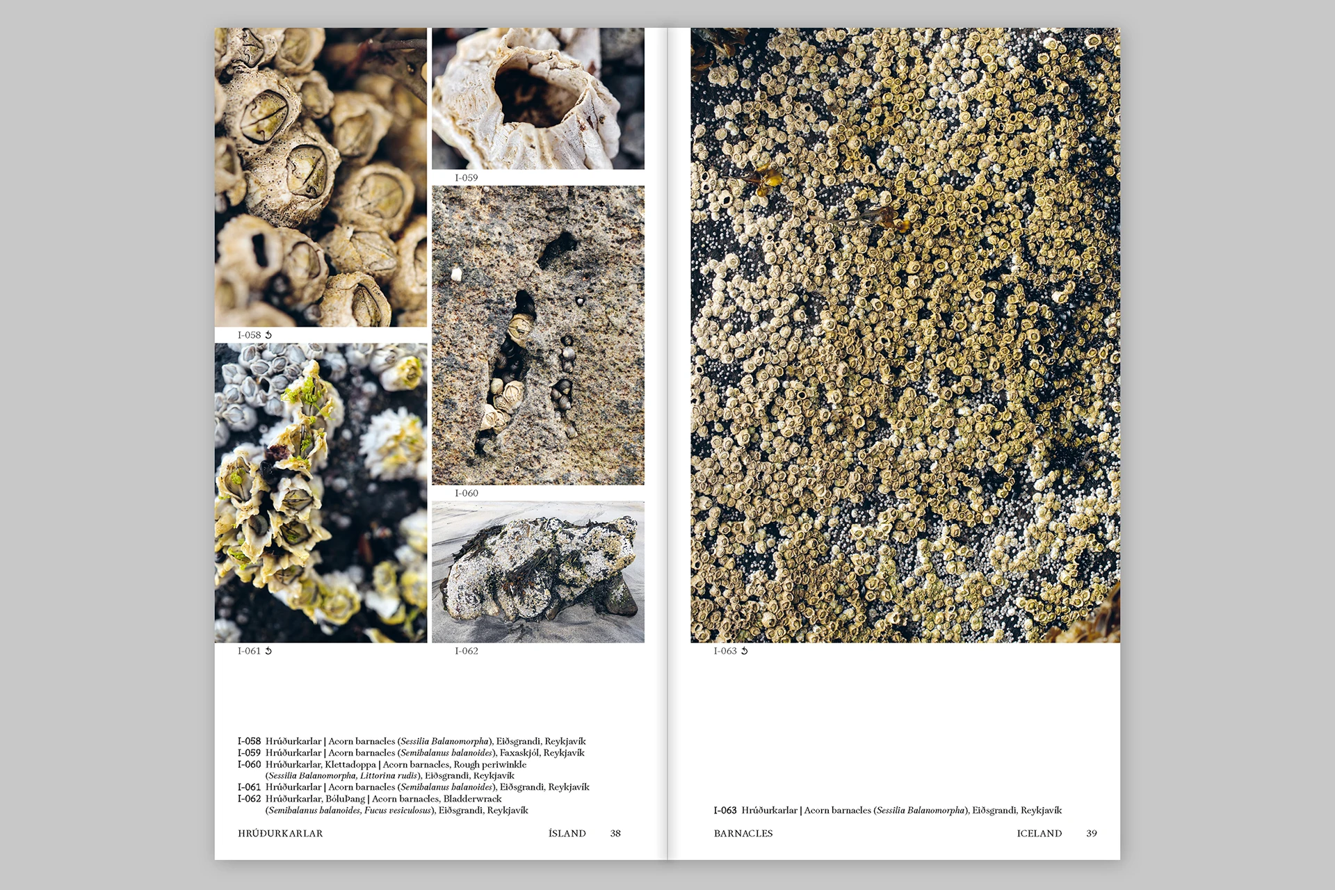 Island Findings – Marine, botanical and other observations from Iceland and Tholen - The Eriskay Connection