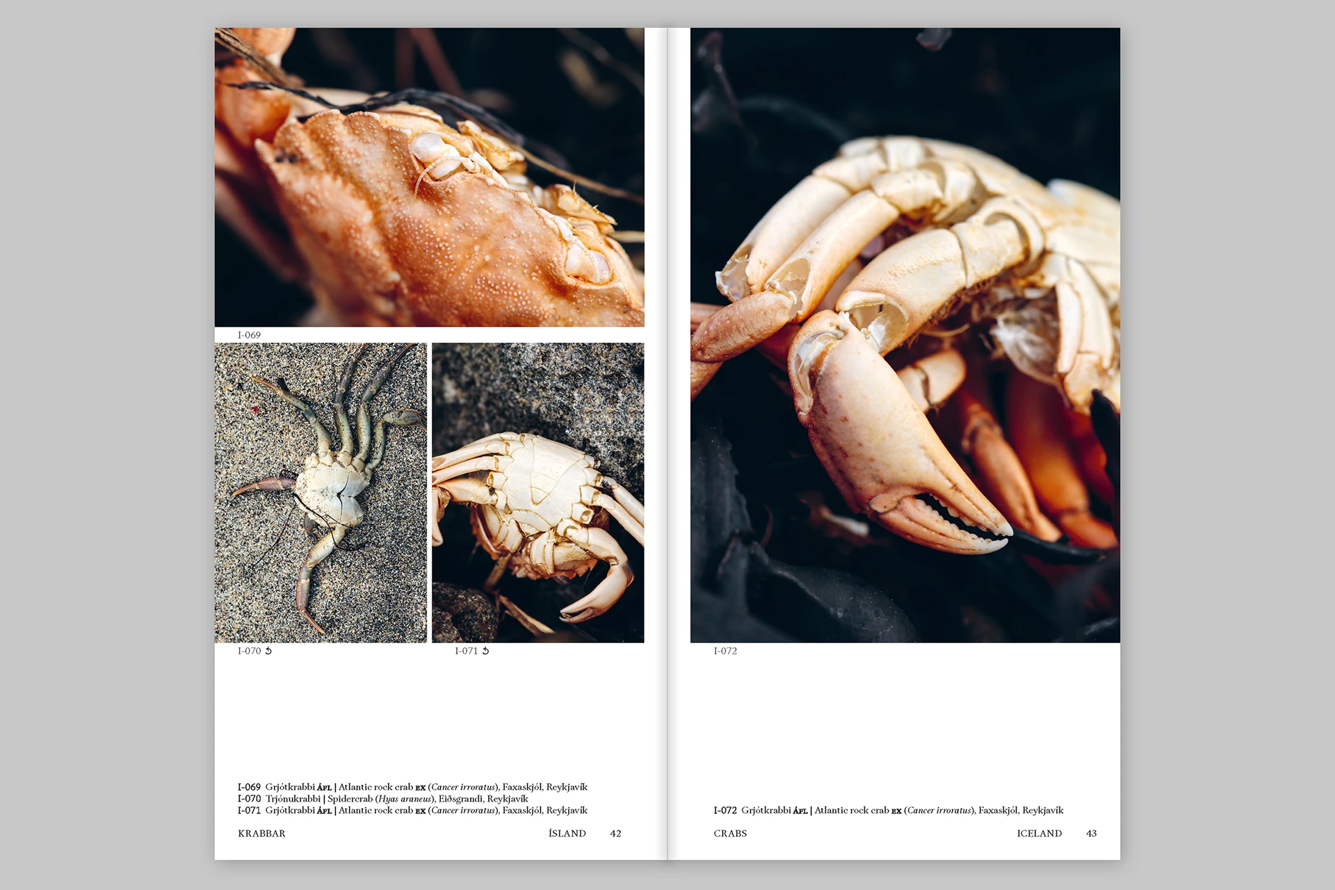 Island Findings – Marine, botanical and other observations from Iceland and Tholen - The Eriskay Connection