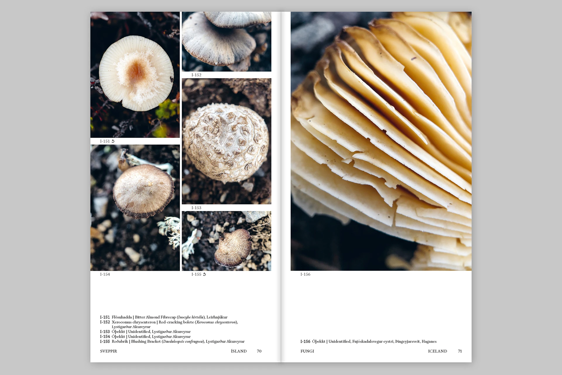 Island Findings – Marine, botanical and other observations from Iceland and Tholen - The Eriskay Connection
