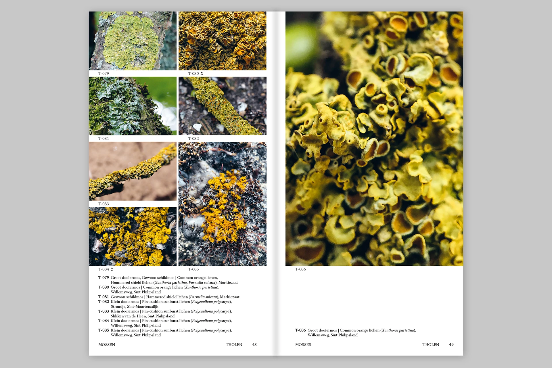 Island Findings – Marine, botanical and other observations from Iceland and Tholen - The Eriskay Connection