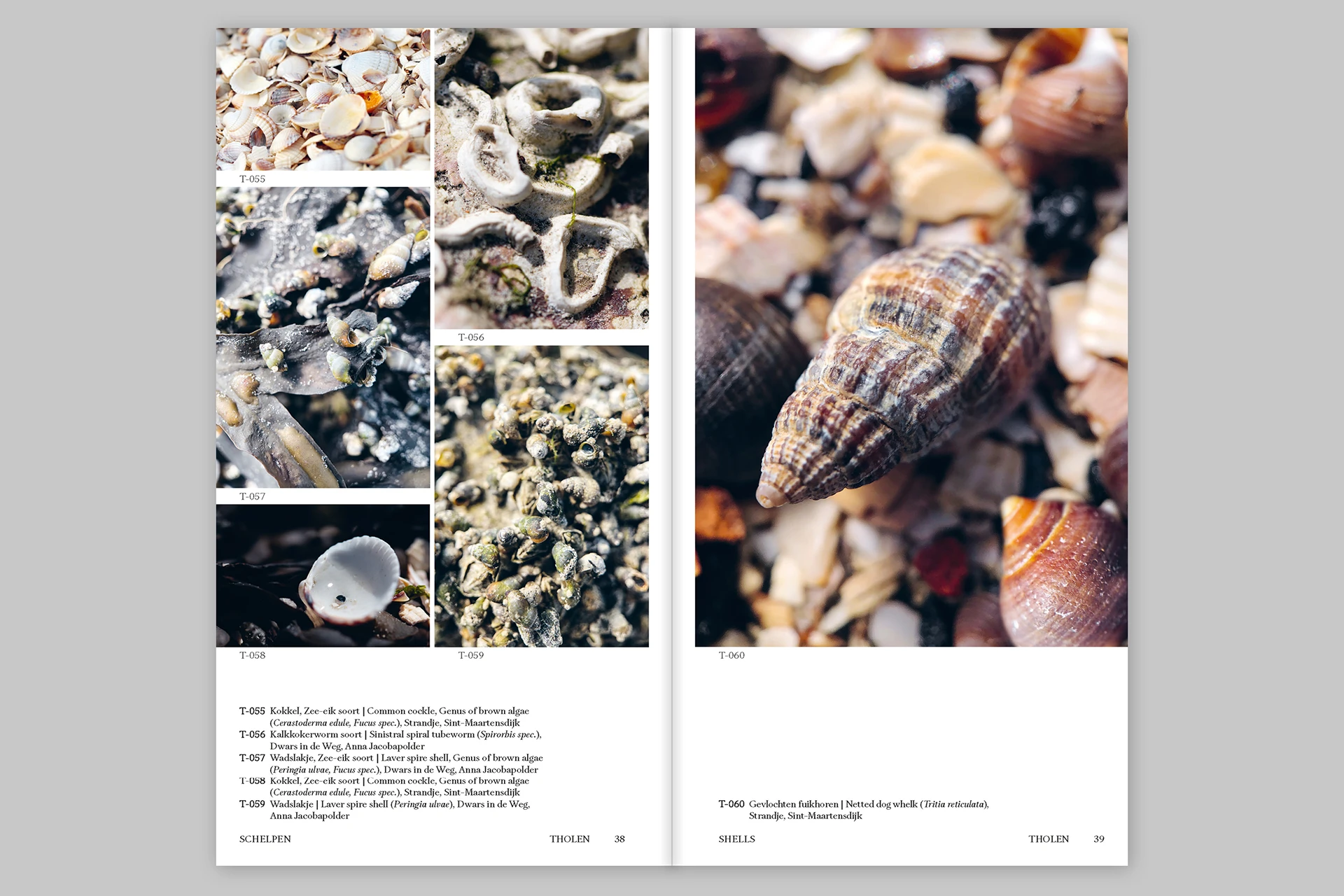Island Findings – Marine, botanical and other observations from Iceland and Tholen - The Eriskay Connection