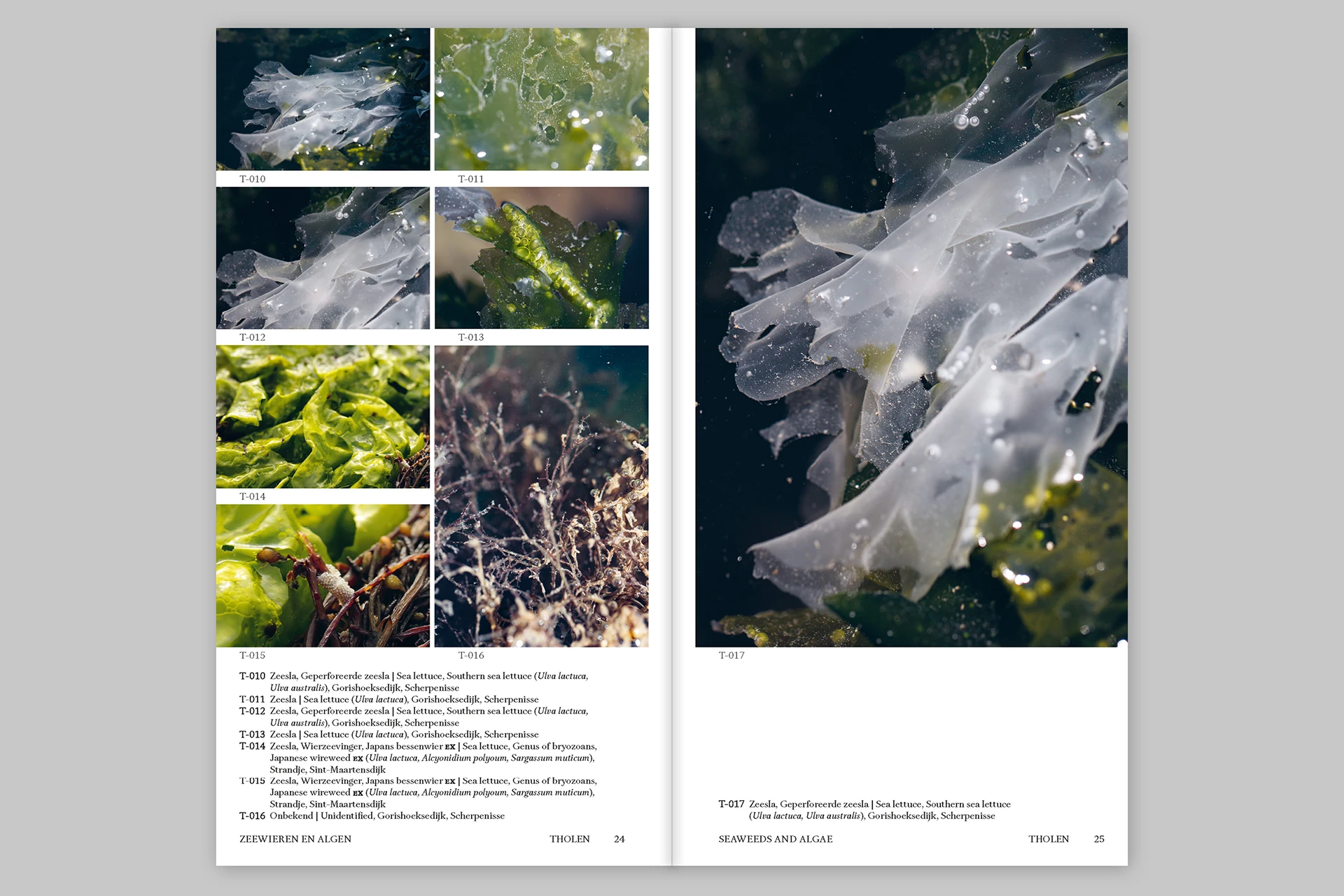 Island Findings – Marine, botanical and other observations from Iceland and Tholen - The Eriskay Connection